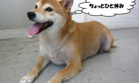 ひとやすみ柴犬
