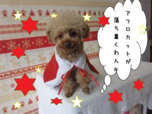 カット後トイプードル