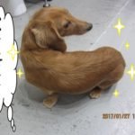 見返りミニチュアダックス