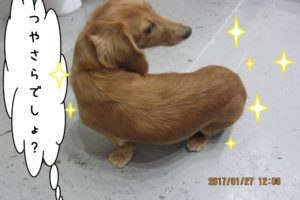 見返りミニチュアダックス