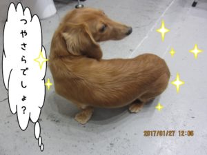 見返りミニチュアダックス