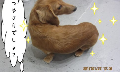 見返りミニチュアダックス