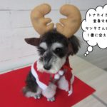 トナカイさんMシュナ