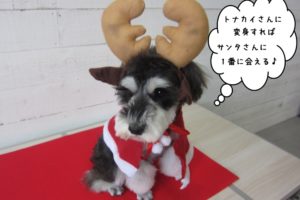 トナカイさんMシュナ