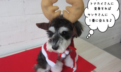 トナカイさんMシュナ