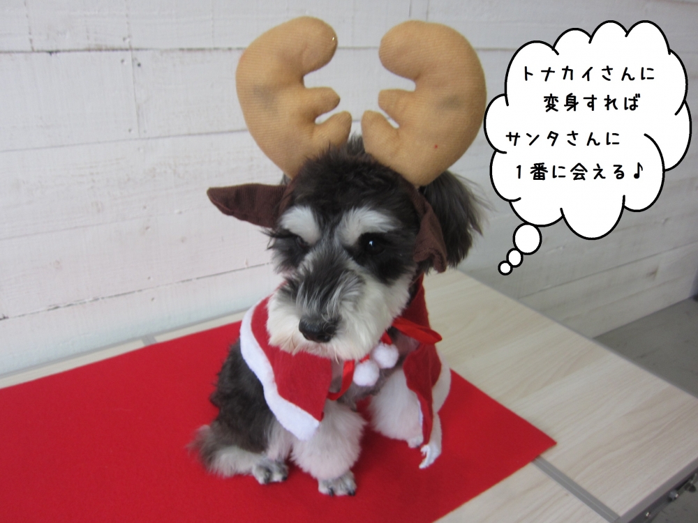 トナカイさんMシュナ