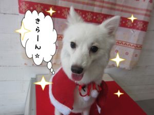 カット後スピッツ