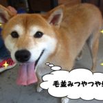 毛並みつやつや笑顔柴犬