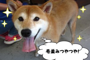 毛並みつやつや笑顔柴犬