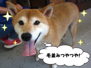 毛並みつやつや笑顔柴犬