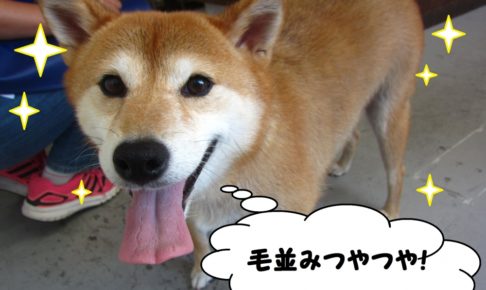 毛並みつやつや笑顔柴犬