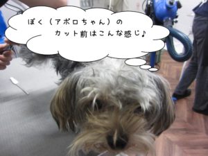 カット前ヨーキー