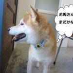 笑顔柴犬