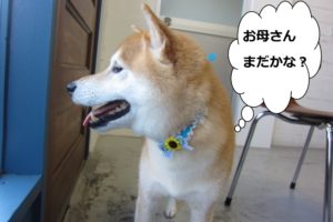 笑顔柴犬