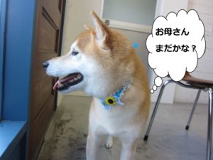 笑顔柴犬