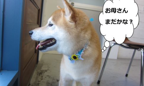 笑顔柴犬