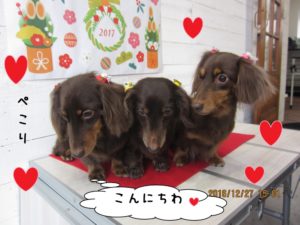 施術後ミニチュアダックス