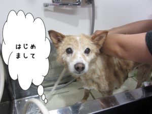 シャンプー中ミックス