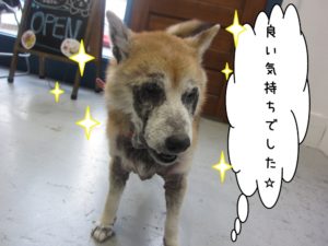 おすまし柴犬