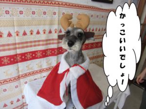 カット後Mシュナ