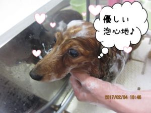 シャンプー中ミニチュアダックス