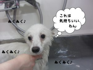 スパ中スピッツ