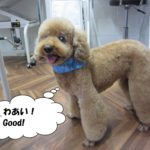 笑顔トイプードル