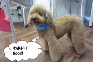 笑顔トイプードル