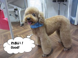 笑顔トイプードル