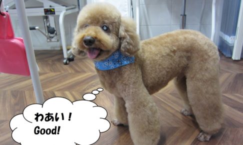 笑顔トイプードル