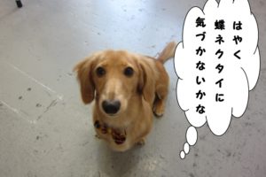 ワクワク上目遣いミニチュアダックス