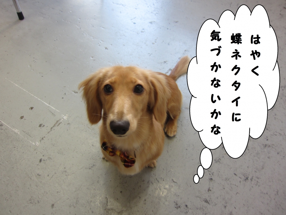 ワクワク上目遣いミニチュアダックス