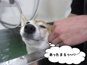 スパ中柴犬