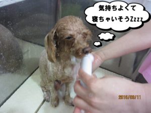 シャンプー中トイプードル