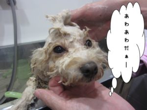 シャンプー中トイプードル
