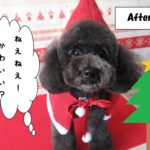 おすましトイプードル