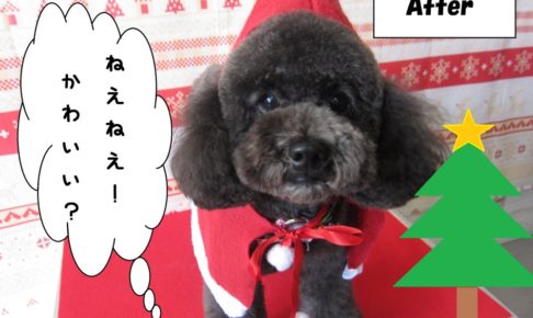 おすましトイプードル