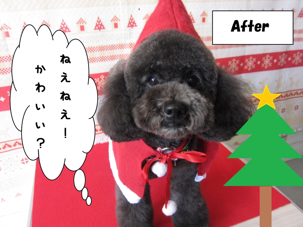 おすましトイプードル