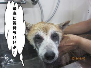 スパ中柴犬