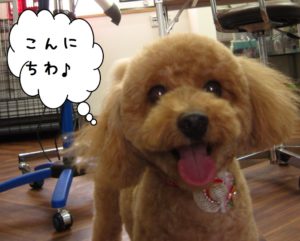 カット後トイプードル