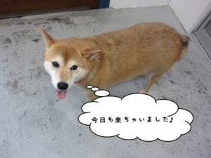 施術後柴犬