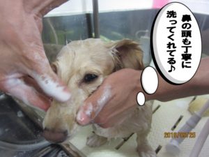 シャンプー中カニンヘンダックス