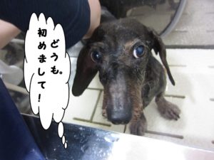 スパ中ミニチュアダックス