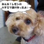 マネージャートイプードル