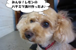 マネージャートイプードル