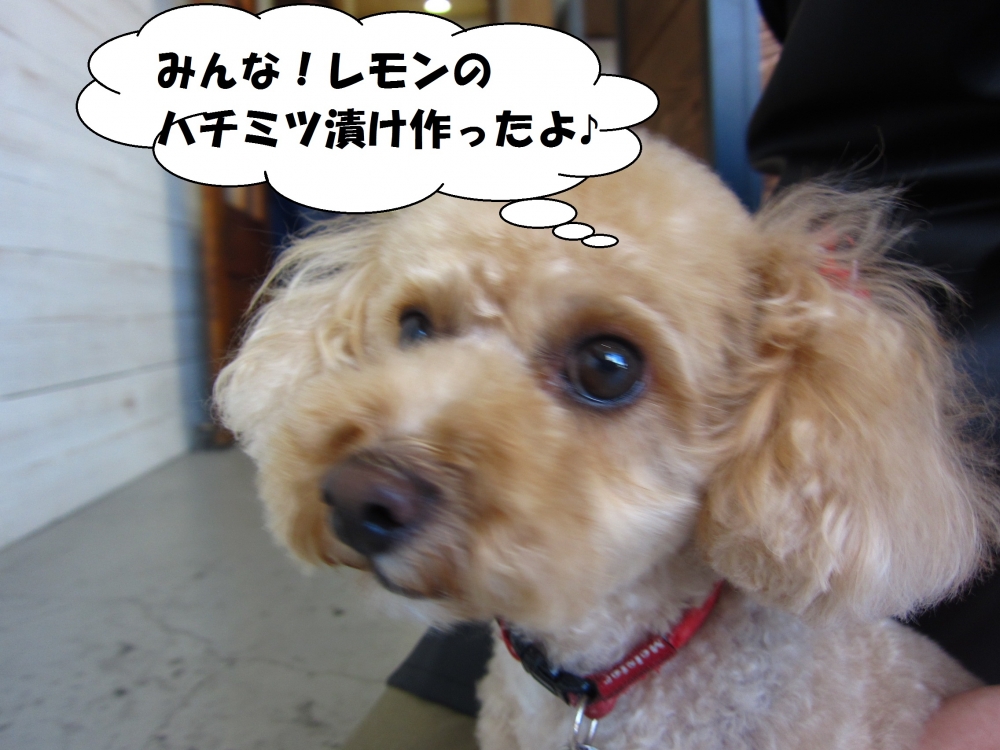 マネージャートイプードル