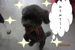 元気トイプードル