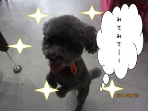 元気トイプードル