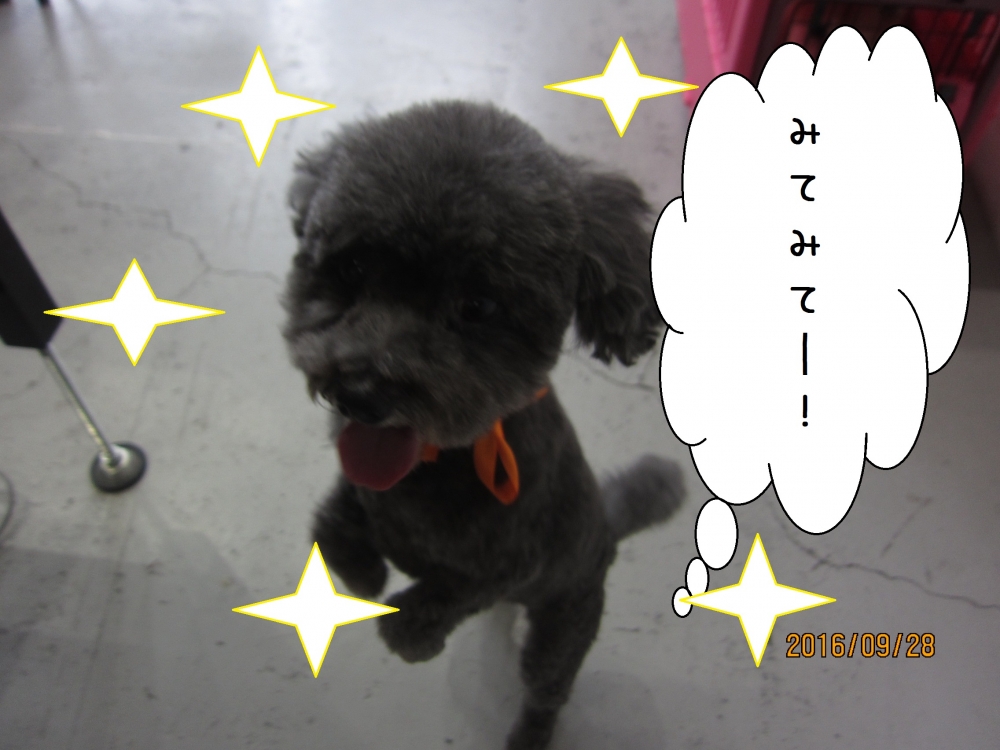 元気トイプードル