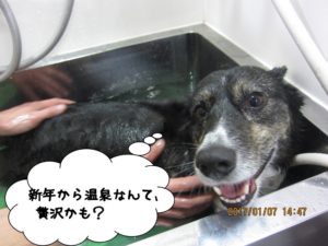 スパ中コーギー